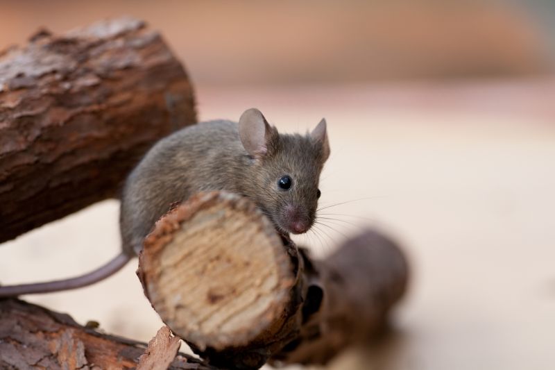 Why Mice Multiply Quickly Once Inside Wall Cavities