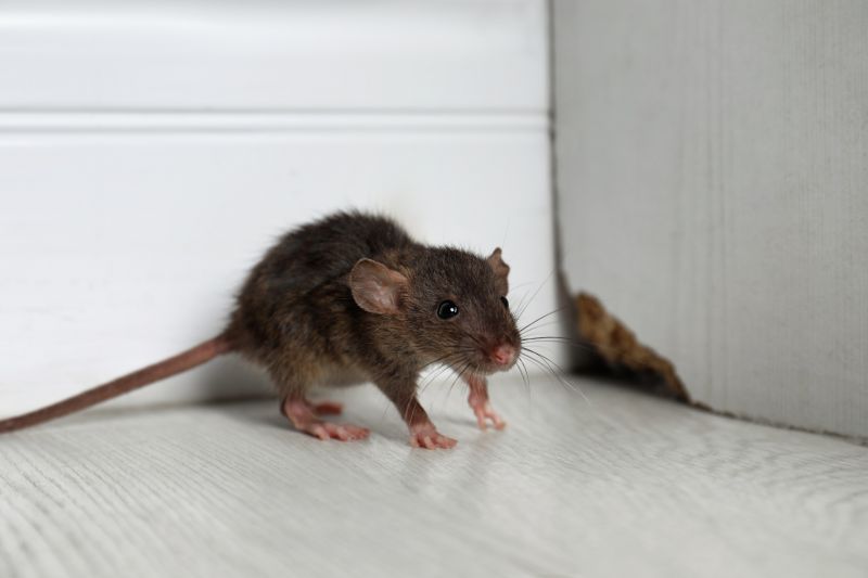 Why Mice Multiply Quickly Once Inside Wall Cavities
