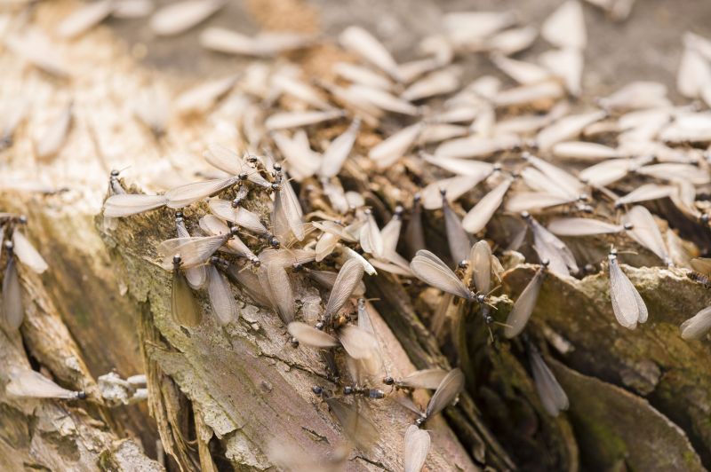 Winged Termite Extermination in Frisco, TX