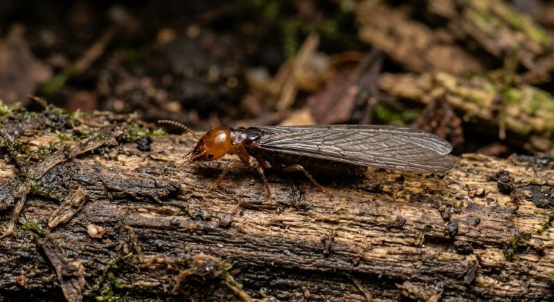 Winged Termite Extermination in Katy, TX
