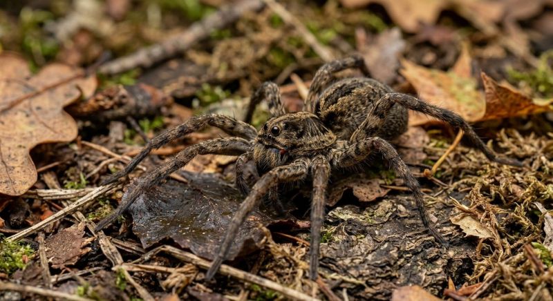 Wolf Spider Removal in Fort Worth, TX