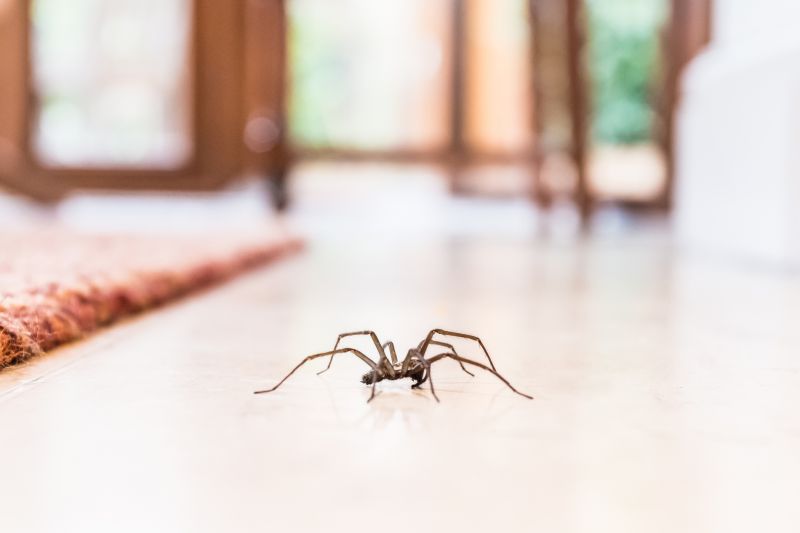 Wolf Spider Removal in Mckinney, TX