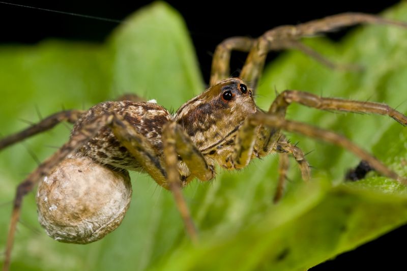 Wolf Spider Removal in Denton, TX