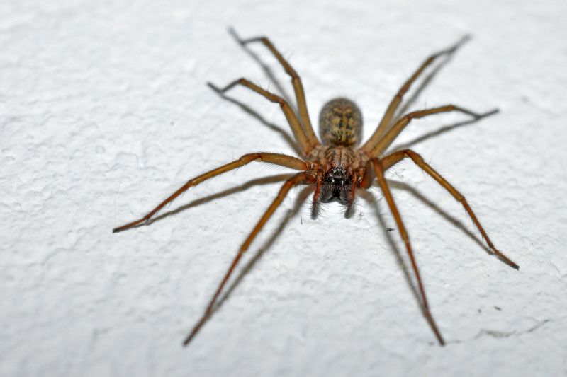 Wolf Spider Removal in Katy, TX
