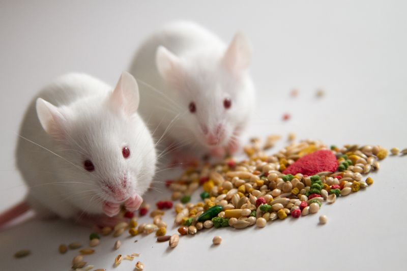 Get Peace of Mind with Mice Removal!