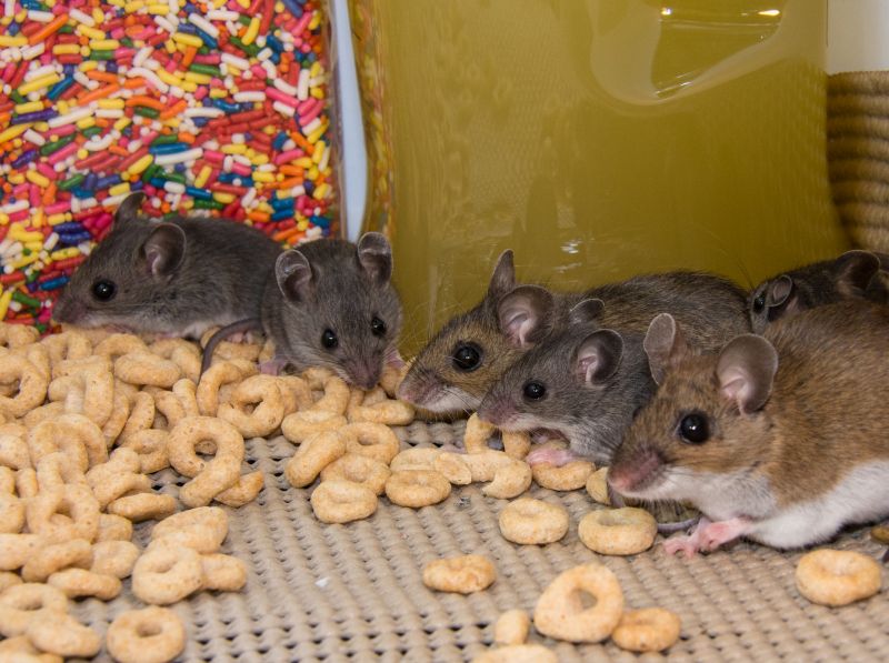 Protect Your Property from Mice Infestation!