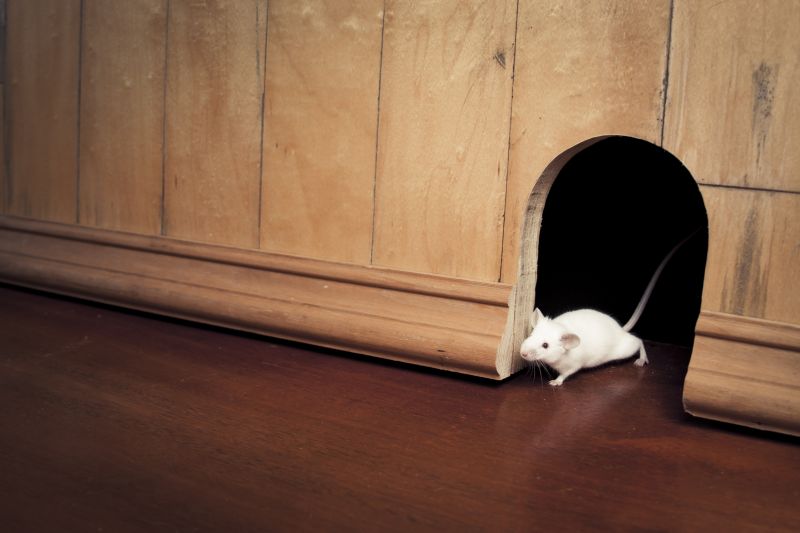 Remove Mice and Prevent Infestation!